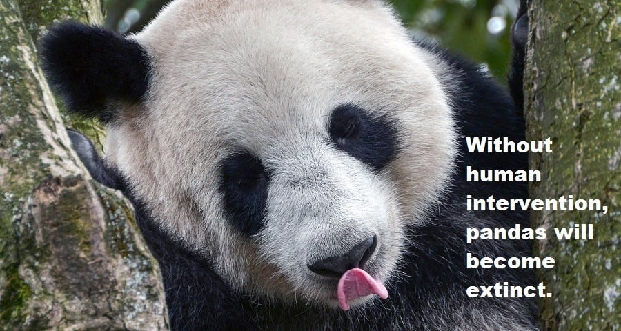 33 Panda Facts Guaranteed To Surprise And Delight You