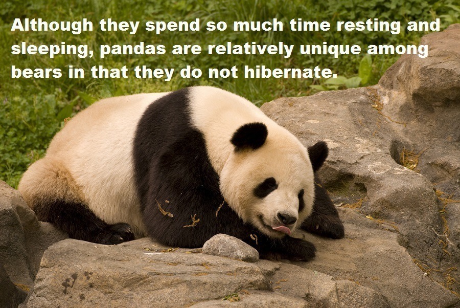 Panda Hibernation
