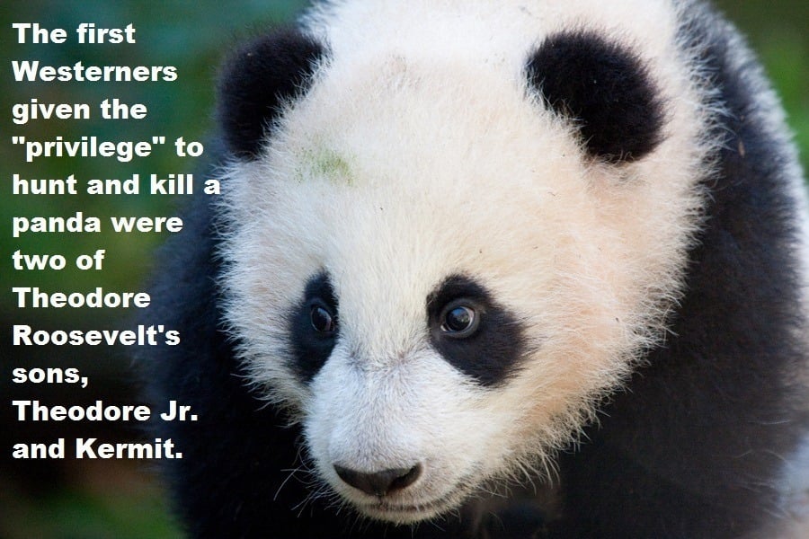33 Panda Facts Guaranteed To Surprise And Delight You 5397