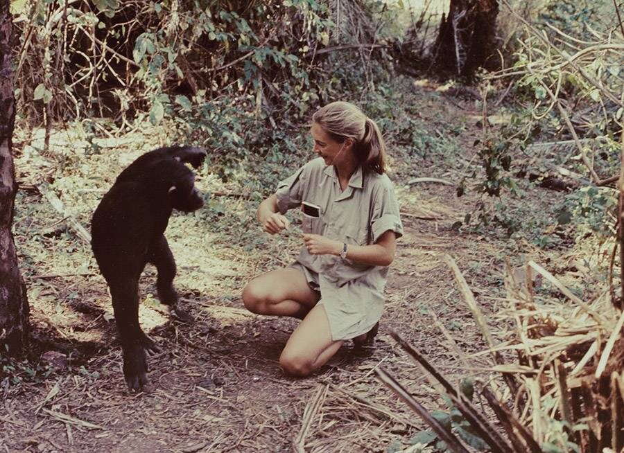 Jane Goodall With Chimp