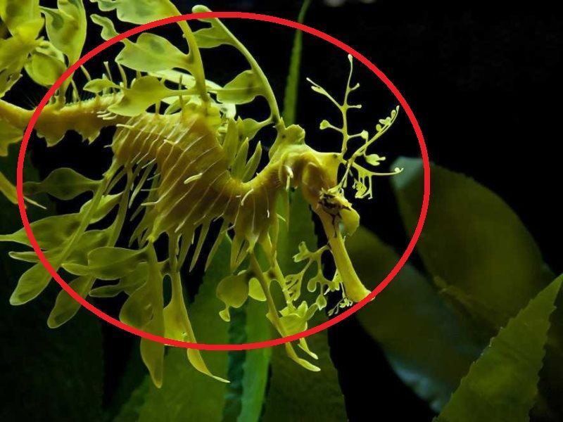 Leafy Seadragon Circled