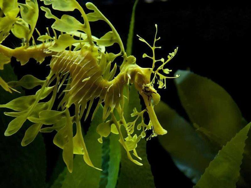 Leafy Seadragon