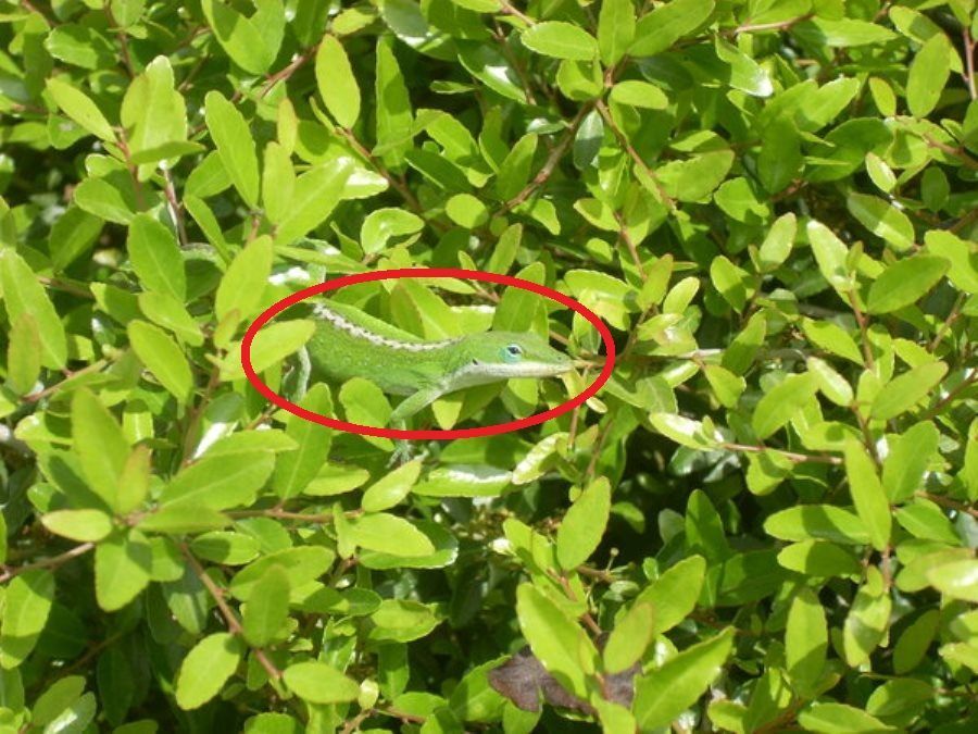 Lizard Circled