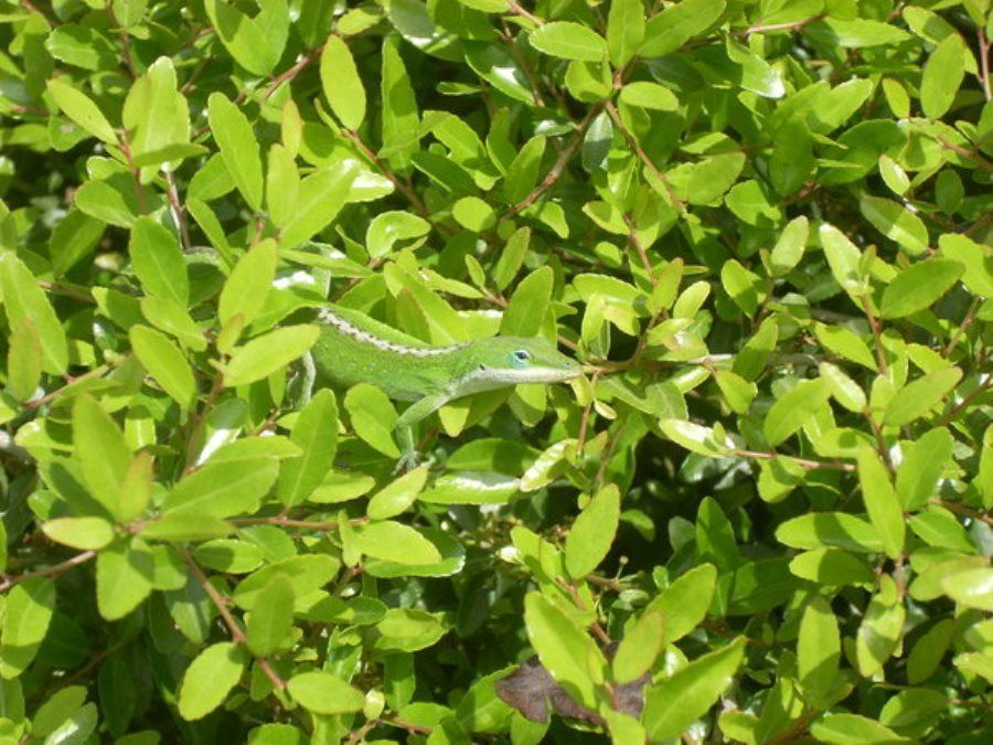 Lizard