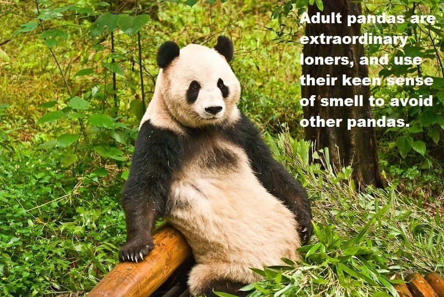 33 Panda Facts Guaranteed To Surprise And Delight You 0837