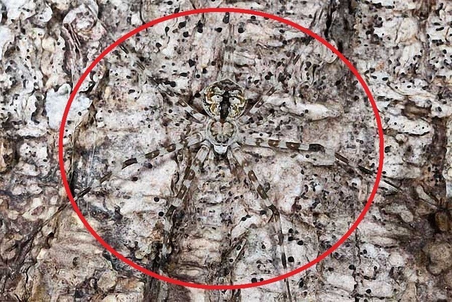Long Spinnered Bark Spider Circled