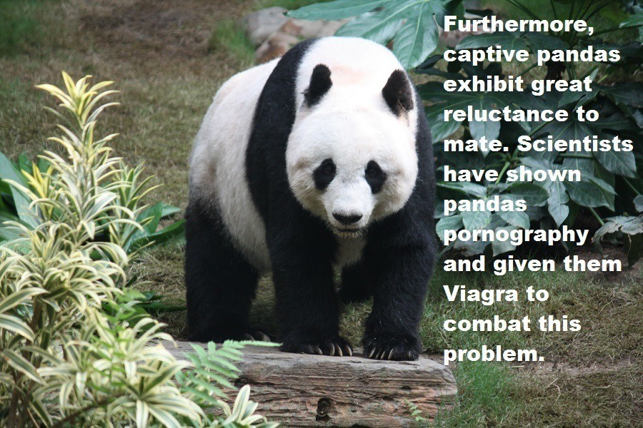 33 Panda Facts Guaranteed To Surprise And Delight You