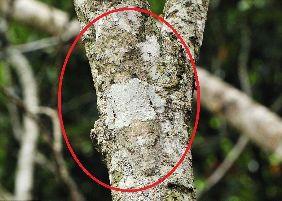 Mossy Leaf Tailed Gecko Circled