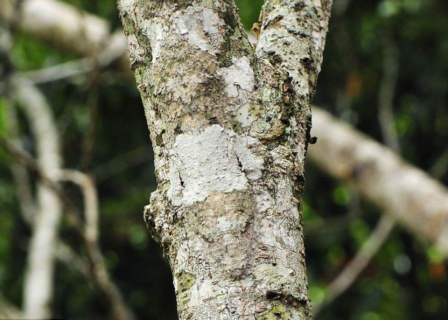 Mossy Leaf Tailed Gecko