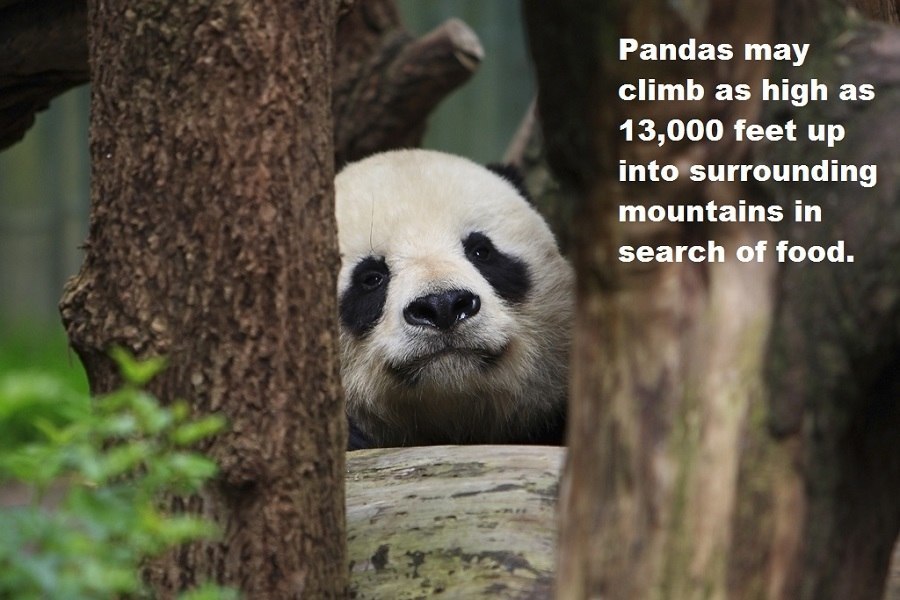 33 Panda Facts Guaranteed To Surprise And Delight You 6194