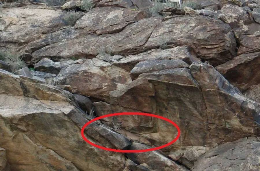 Mountain Lion Circled