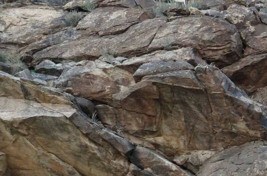 Mountain Lion