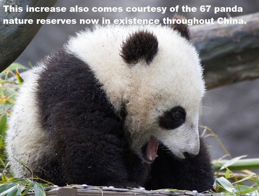 33 Panda Facts Guaranteed To Surprise And Delight You 0386