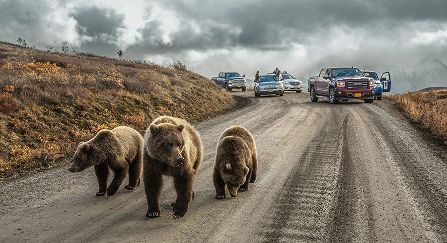 New Bears Road