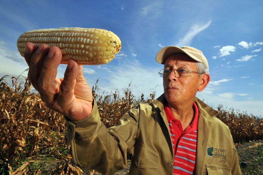 Organic Food Myths Corn