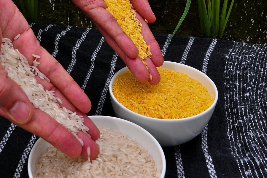 Organic Food Myths Golden Rice