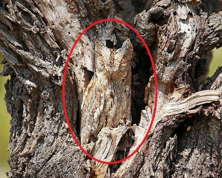 Owl Camouflage Circled