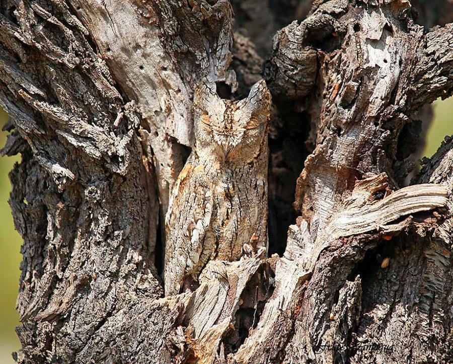 24-mesmerizing-examples-of-animal-camouflage-in-the-wild