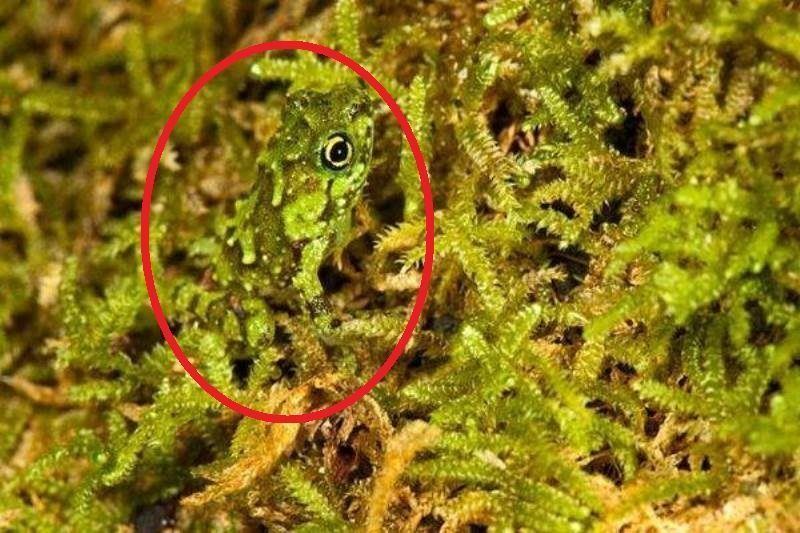 Platypelis Grandis Frog Circled