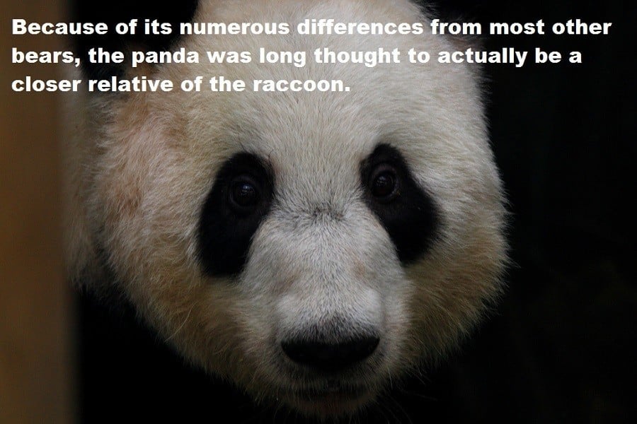 Pandas And Raccoons