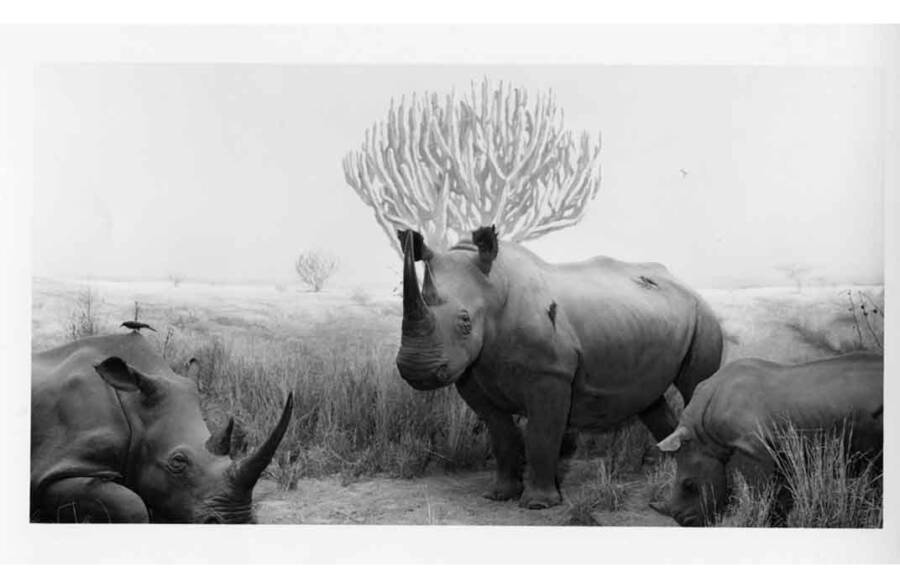Roosevelt Rhinos At Smithsonian