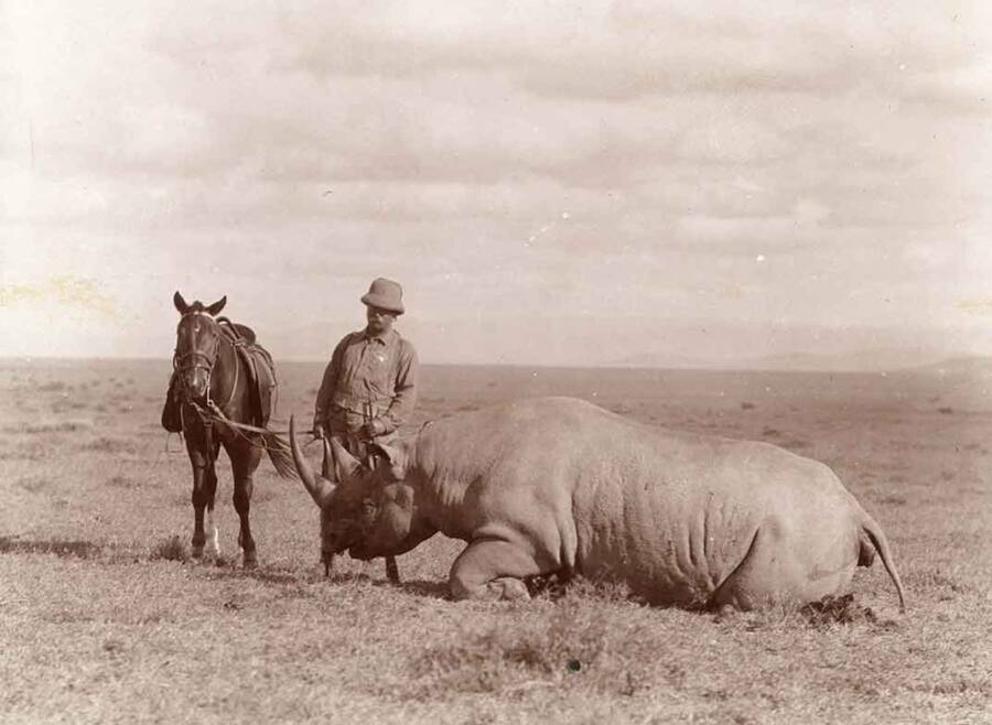 Theodore Roosevelt With A Rhino