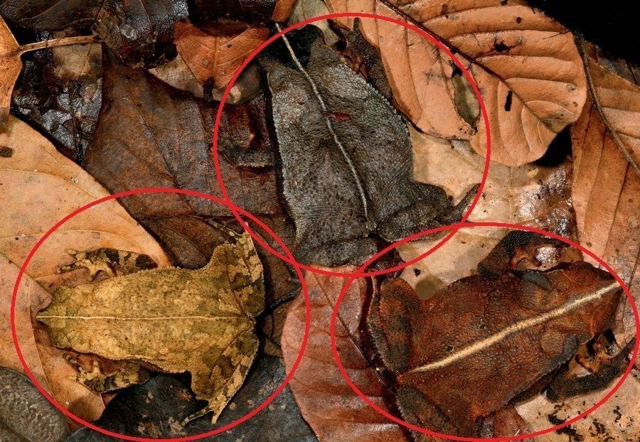 Three Leaf Litter Toads Circled