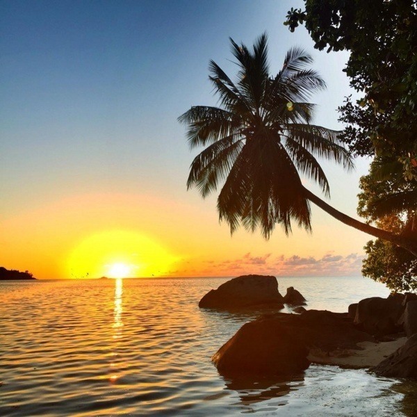 Tropical Sunset Palm Tree
