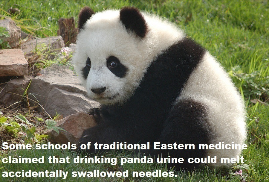 Panda Urine