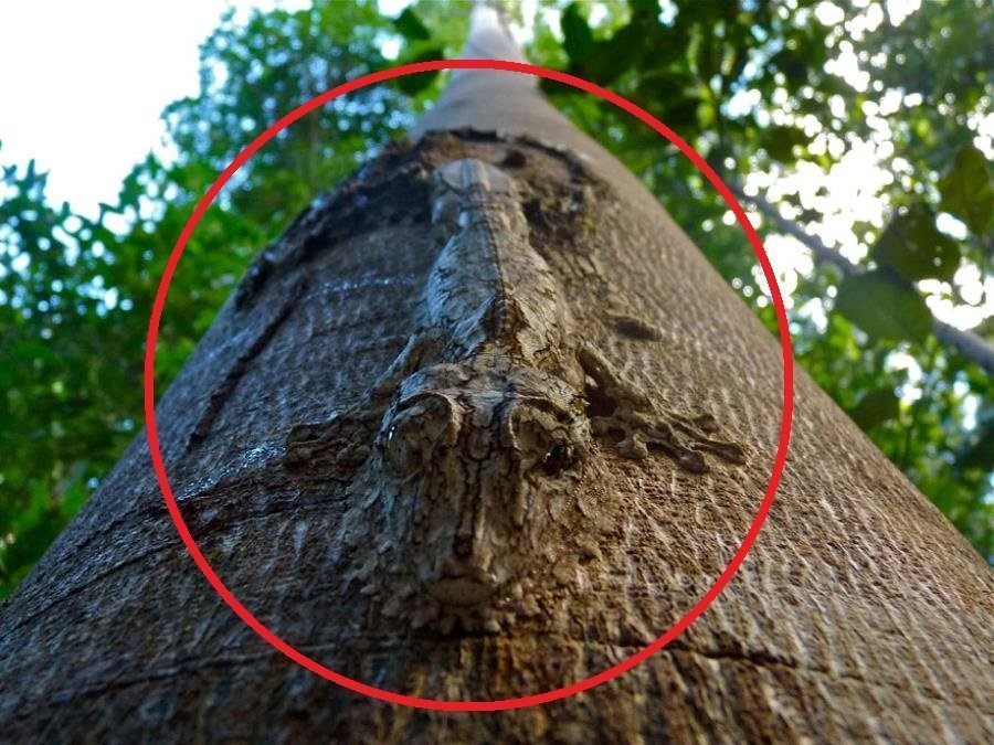 Uroplatus Gecko Camouflage Circled