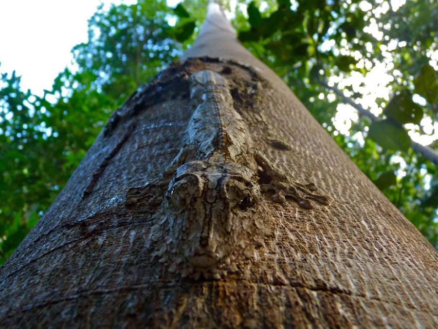 Uroplatus Gecko Camouflage
