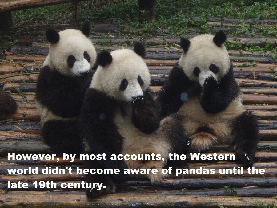 Western Discovery Of Pandas