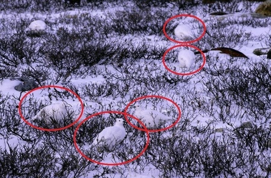 White Tailed Ptarmigans Circled
