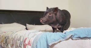 Wild Animals In Home Og