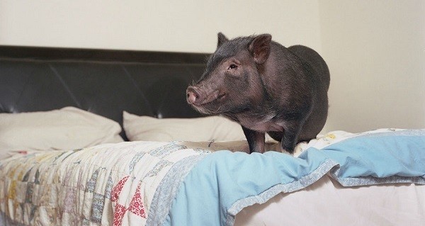 Wild Animals In Home Og