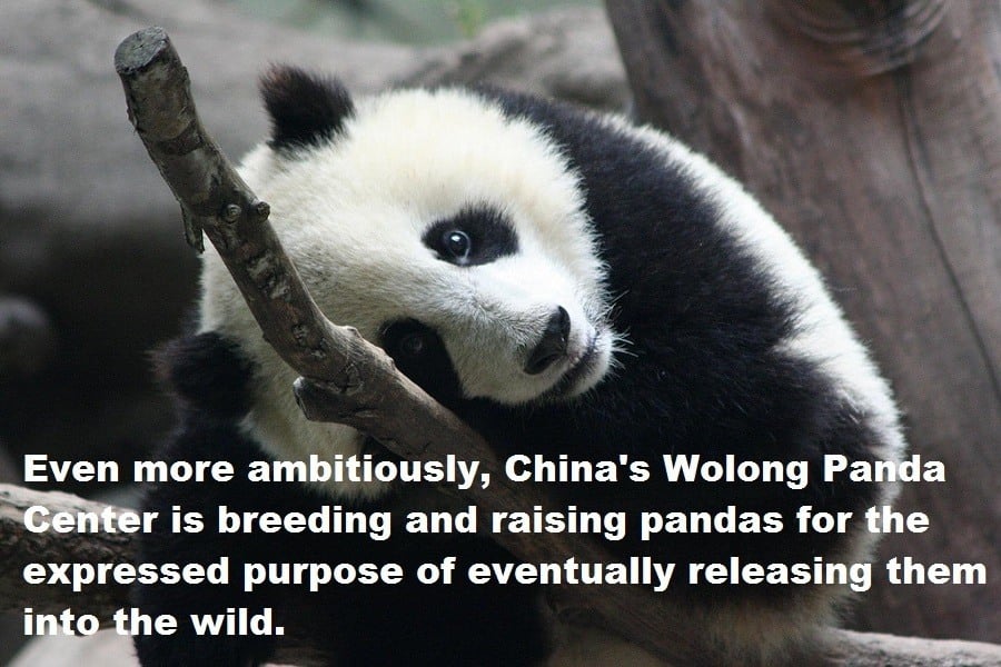 Wolong Center