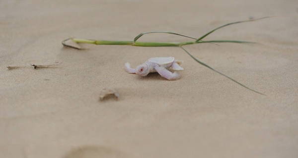 Meet The Extremely Rare, Adorable Albino Sea Turtle