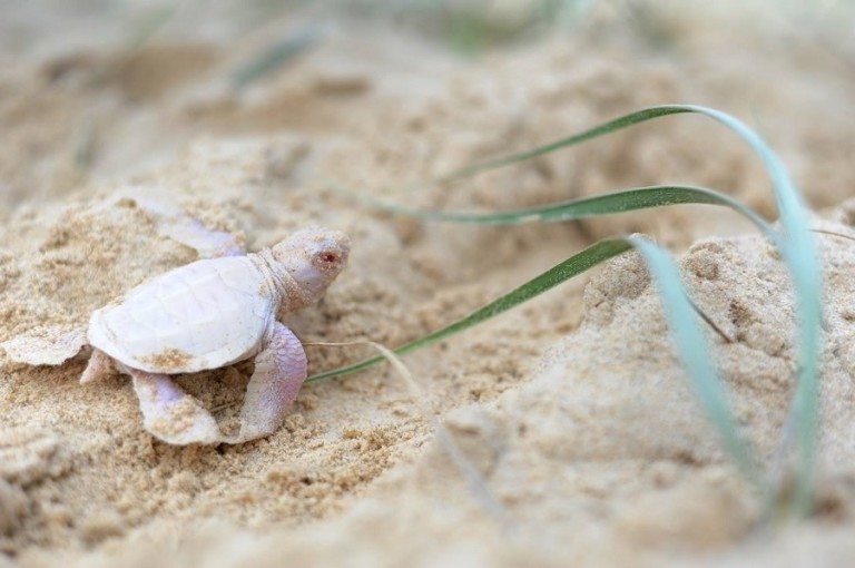 Meet The Extremely Rare Adorable Albino Sea Turtle