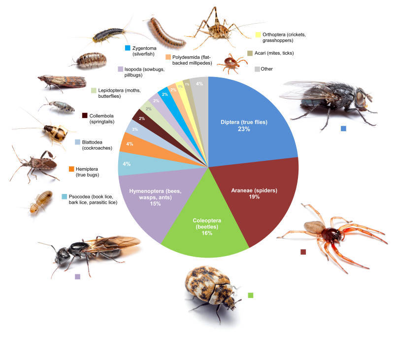 Insect Infestation Pie Chart