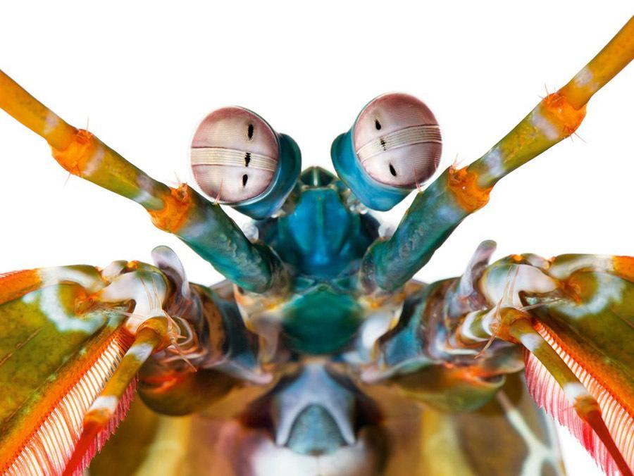Mantis Shrimp Odontodactylus Scyllarus Color Receptors 1080