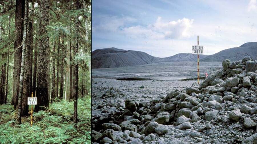 Forest Before And After The Eruption