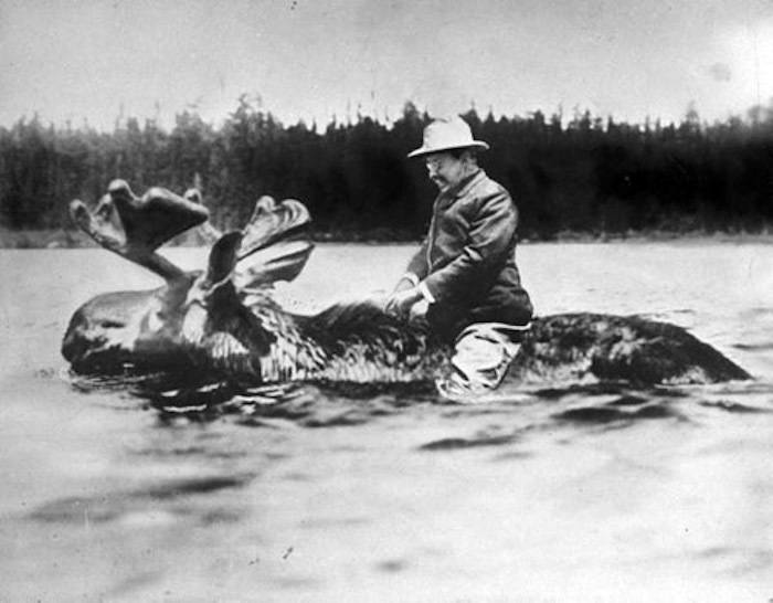 teddy roosevelt riding a moose cool