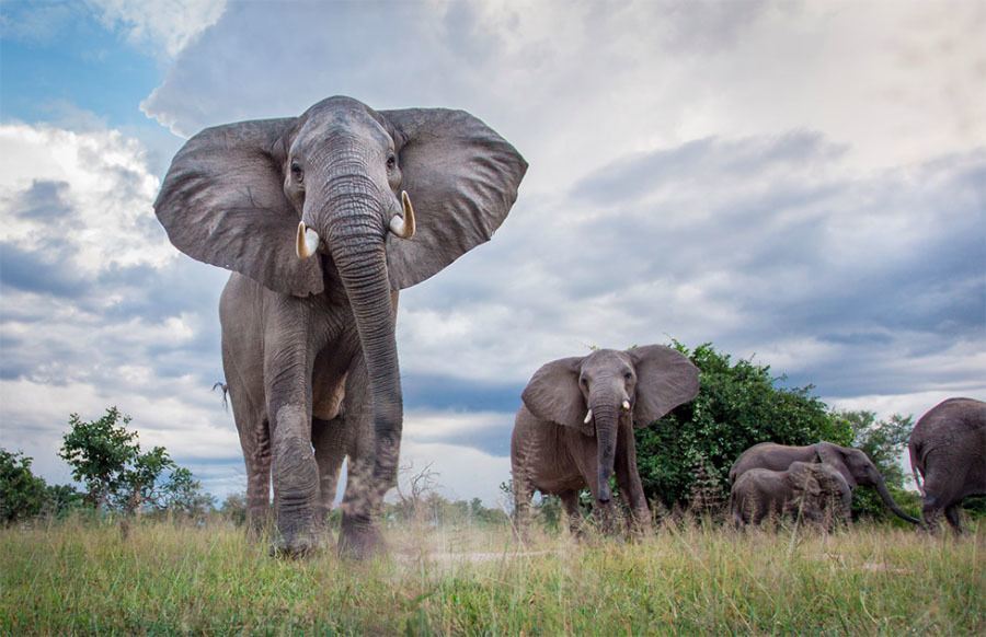 African Elephants