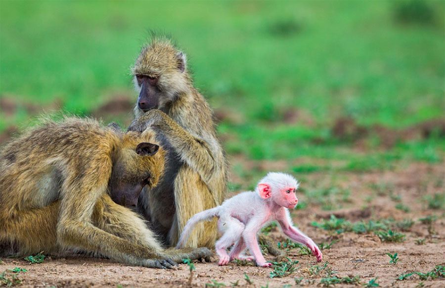 Baby Baboon