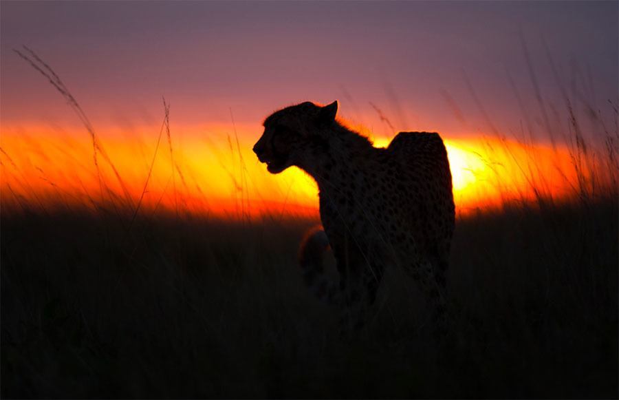 Cheetah Backlit