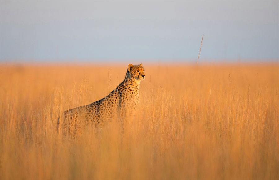 Cheetah Savannah