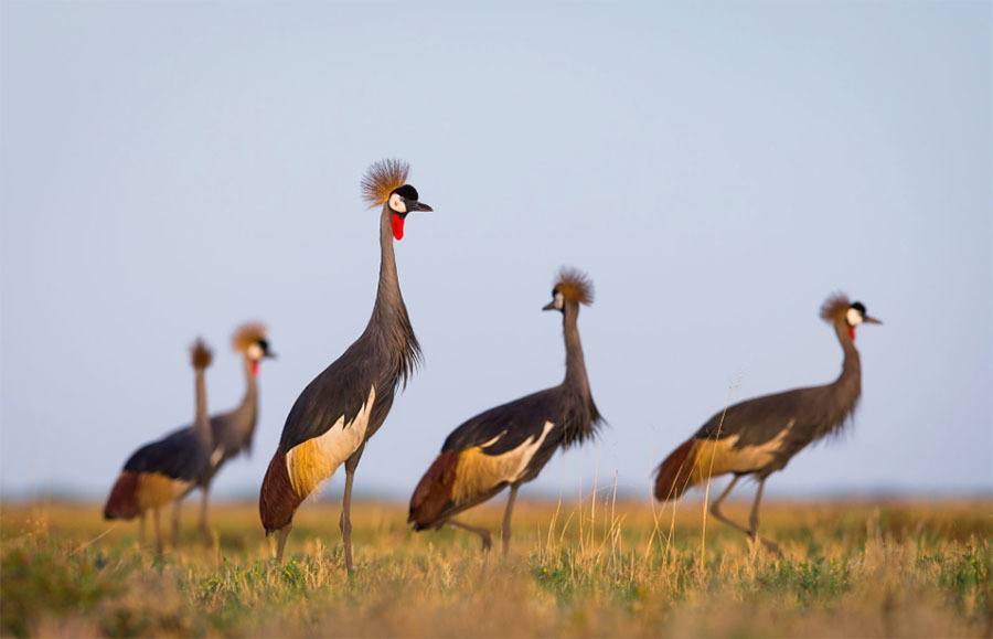 Crowned Birds