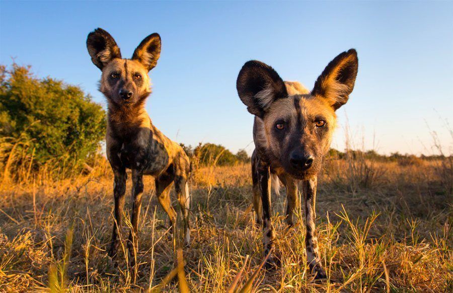 Dog Duo