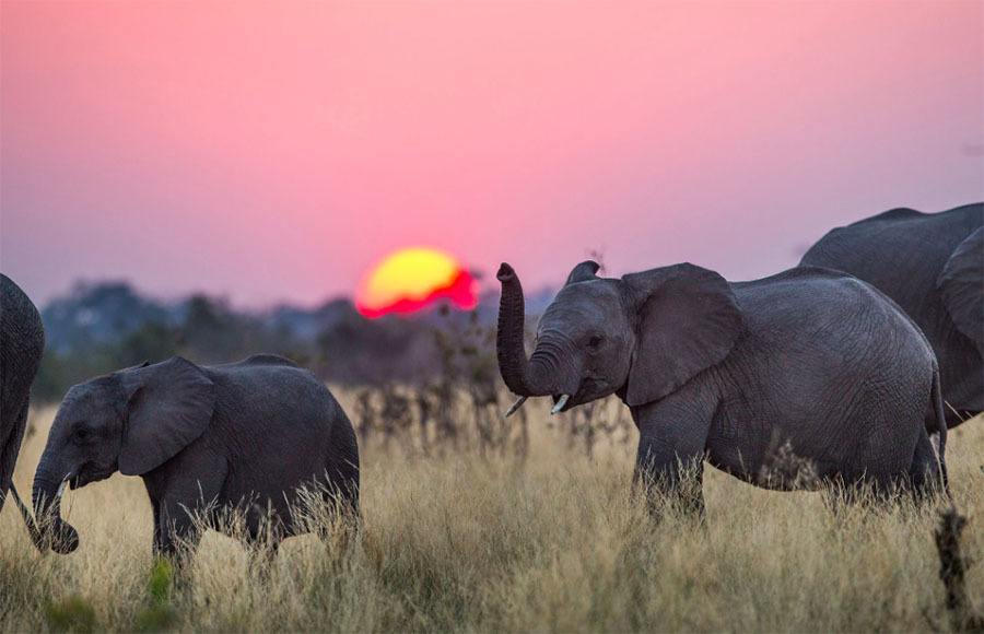 Elephants Dusk