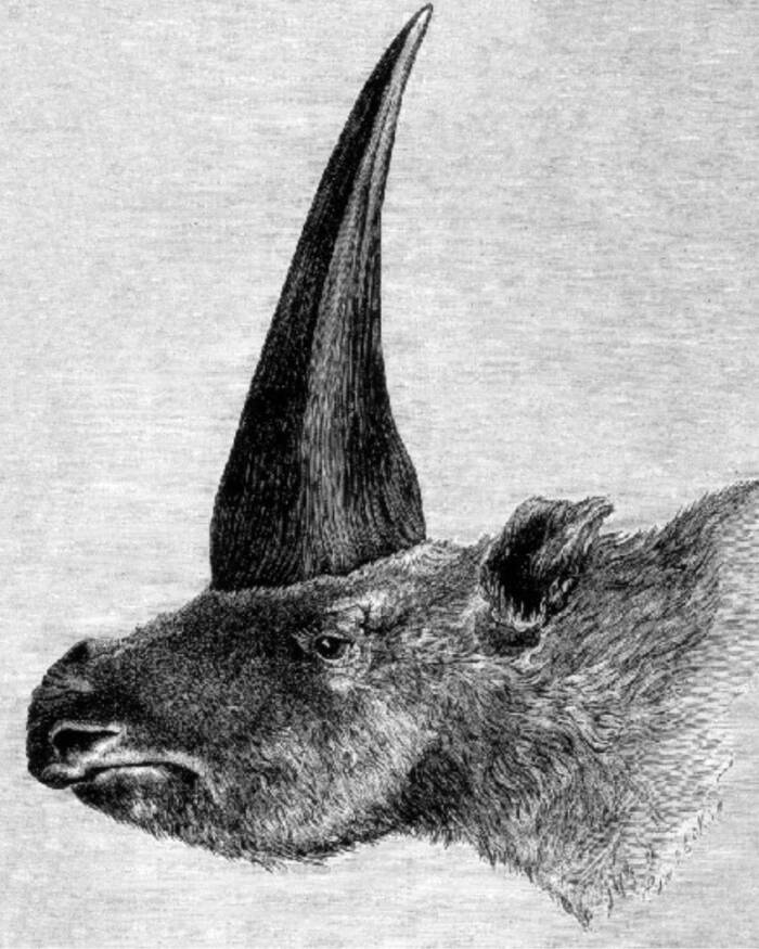 First Siberian Unicorn Elasmotherium Sibiricum Drawing